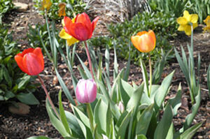 Terrific tulips