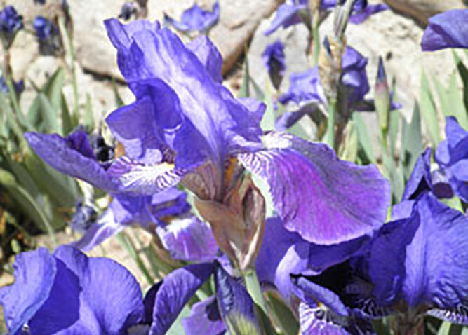 Lovely iris