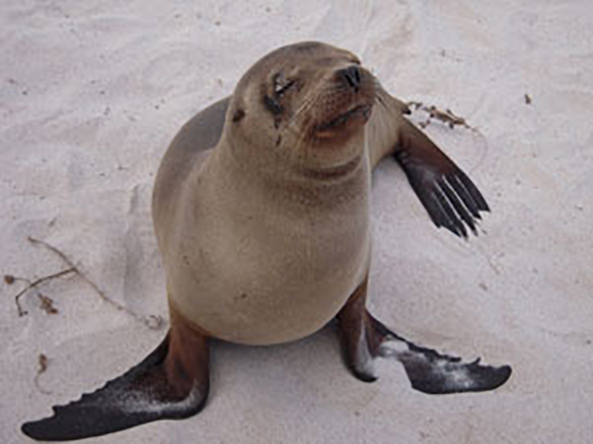 Love of a seal