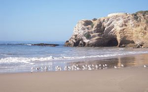 Beach tranquility birds