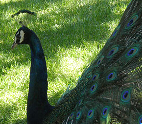 Peaceful peacock silhouette