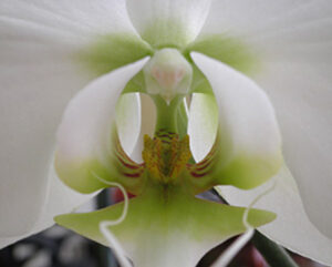 Beauty of an orchid