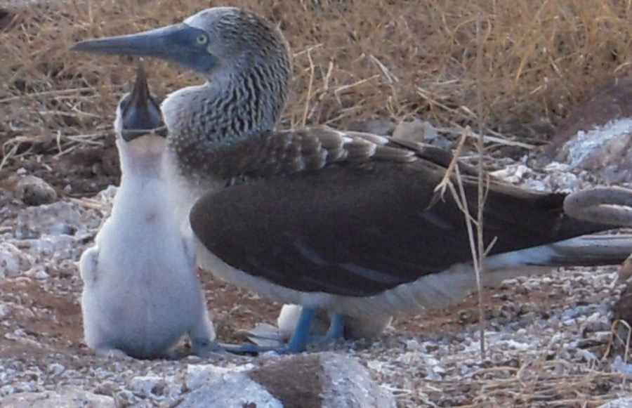0511 Mommy and Baby Booby