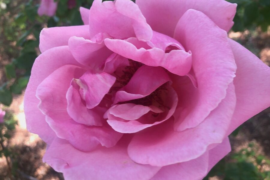 0601 Rose Beauty