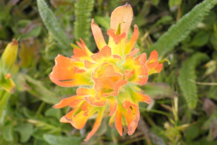 0624 Sunburst in a Flower