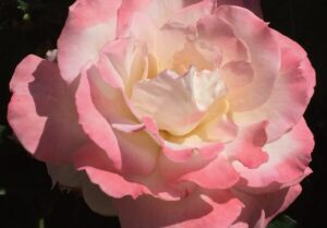 0105 Delicate Rose