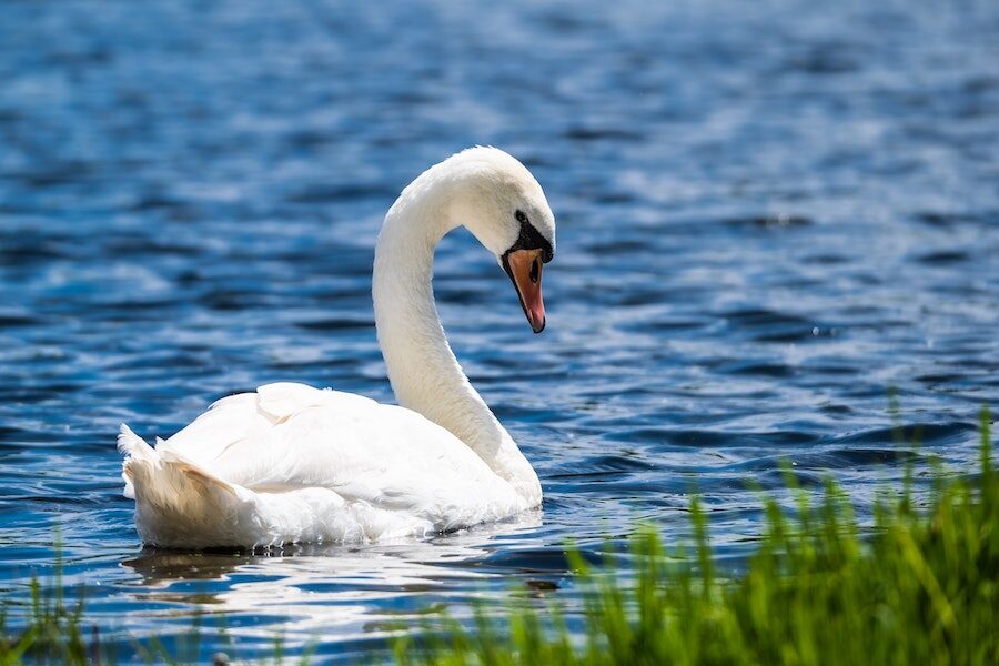 0320 Swan Beauty