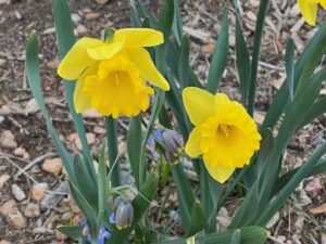 0403 Daffodil Spring Grateful