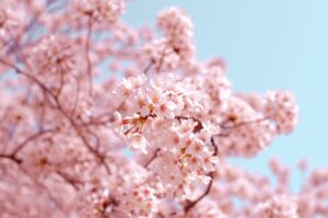 0415 Cherry Blossoms