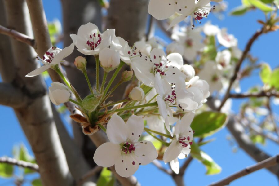 0415 Apple Blossom Splendor